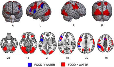 Trait food craving predicts functional connectivity between dopaminergic midbrain and the fusiform food area during eating imagery